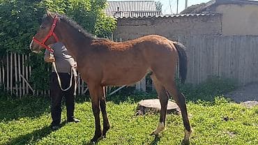 продаю мёд: Продаю | Жеребенок | Для разведения — 2