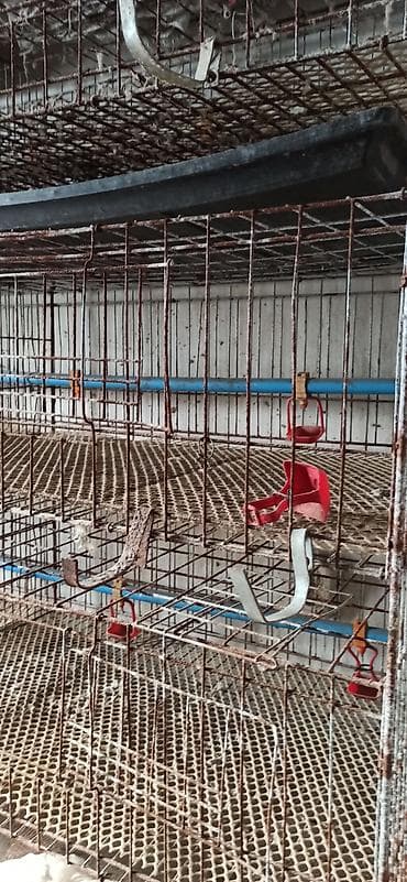 Клеточные батареи для содержания птицы (кур-несушек/перепелов)