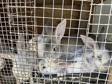 корм для папугая: Продаю | Крольчата | Фландр | Для разведения — 5