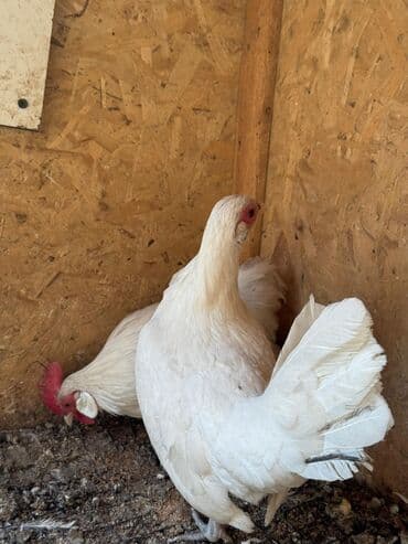 где купить фазанов для разведения: Продаю | Куры, Петух — 1