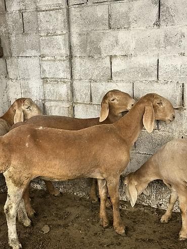 породистые коровы в кыргызстане: Продаю | Овца (самка) | Для разведения | Матка — 4