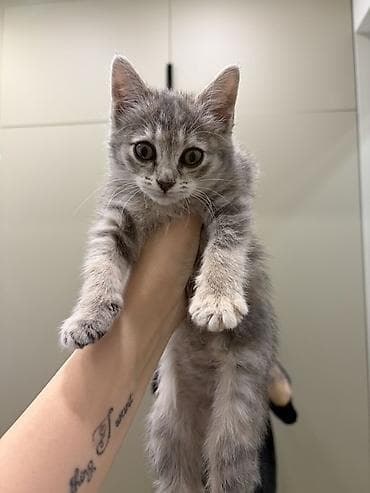 кошка балыкчы: Беспородная, 3 месяца, Девочка, Серый, Приучена к лотку — 2