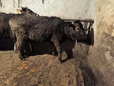 белгийская овчарка: Продаю | Тёлка | Полукровка | На откорм | Привязанные — 4