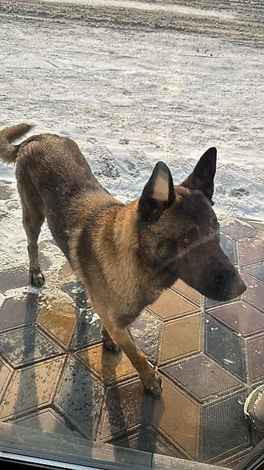 ❗️Потерялась собака — бельгийская овчарка (малинуа). По кличке СЁМА❗️