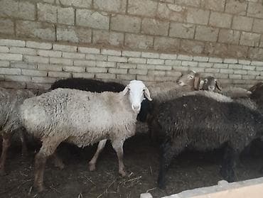 продам курей: Продаю | Баран (самец) | На забой — 5