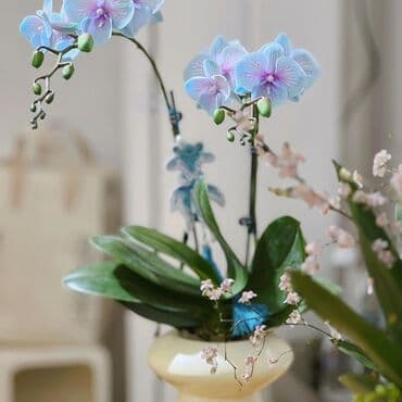 инструмент для огорода: Орхидеи фаленопсис — коллекционные сорта с эффектной окраской цветов — 9