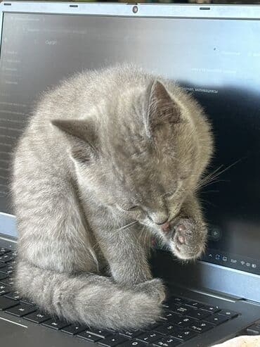 порода кошек русская голубая цена: Скотиш Страйт (Шотландская прямоухая), 4 месяца, Девочка, Серый, Приучена к лотку — 5