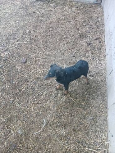 сколько стоит щенок лабрадора: Пародасы ягтерьер — 2