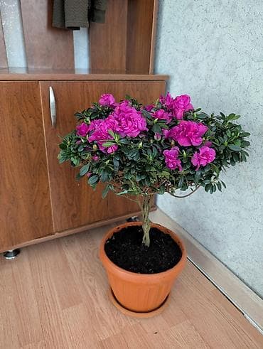 цветы гортензии: Азалия в горшке — 2800 и выше — 3