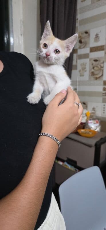 домик для котенка: Беспородная, 2 месяца, Девочка, Черный, Приучена к лотку — 1