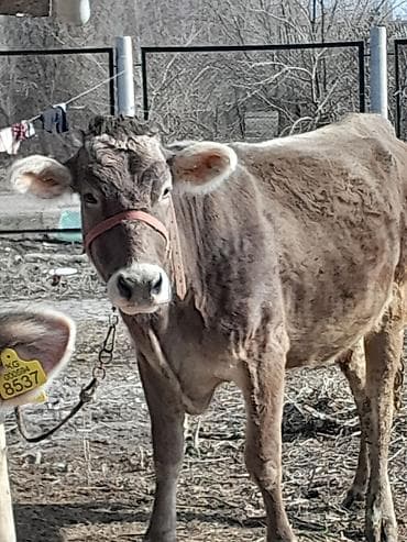 Услуги ветеринара: Продаю | Корова (самка) | Для молока | Привязанные — 1