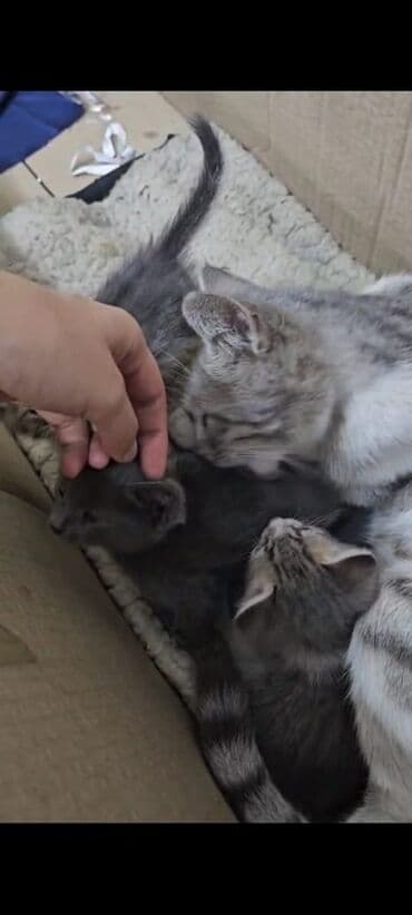 carters для мальчика: Бурманская, 2 месяца, Девочка, Серый, Проглистована — 5