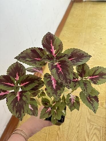 150сом