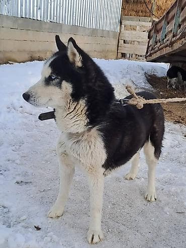 азиатский алабай: Хаски, 1 год, Самец — 2