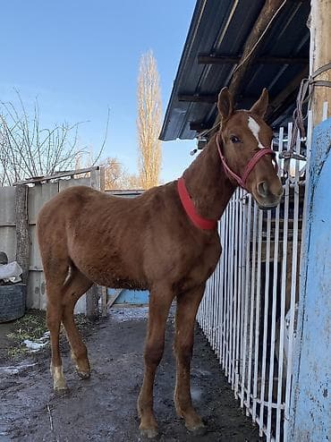 ат бычмал: Продаю | Жеребенок | Дончак | Для разведения, Конный спорт | Племенные — 1