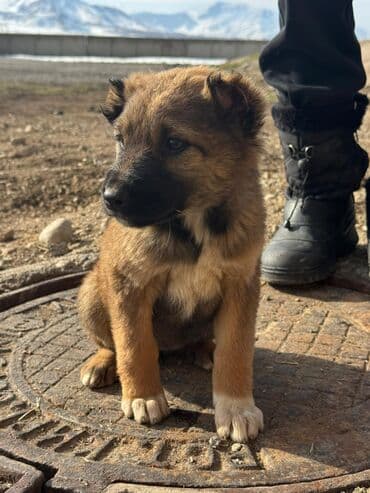 акустические системы ugreen колонка в виде собак: Кучуктор сатылат Кыргыз доботтун кучуктору сатылат Ысс-Кол областы — 12