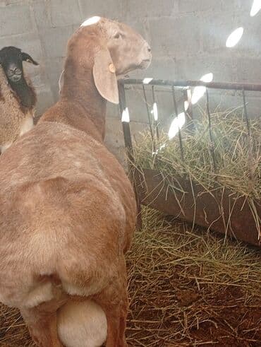 ящик для документов: Продаю | Баран (самец) | Для разведения | Племенные — 1