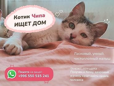 Отдам даром кошку: Кошка даром: Беспородная, 6 месяцев, Мальчик — 1