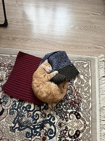 Вязка кошек: Кошка даром: Беспородная, 7 месяцев, Мальчик — 2