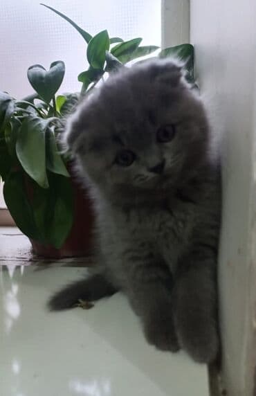 дом для кош: 2 месяца, Мальчик, Серый — 3