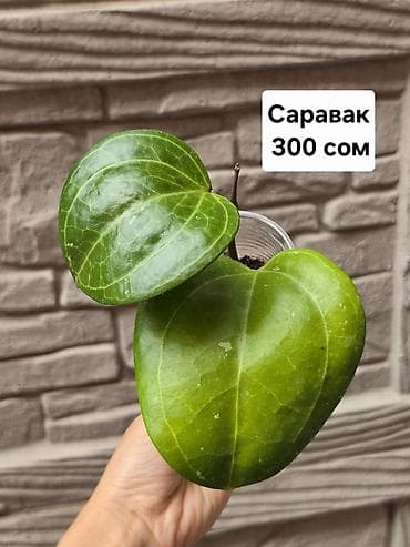 филодендроны: Хойи
Цены и названия на фото — 9