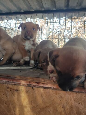 собаки и щенки в дар: Щенки К Продаже готовы Питбуль кушают самостоятельно Срочная цена — 16