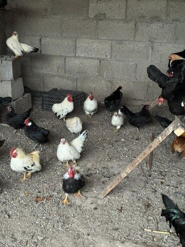 Продаю | Куры, Петух