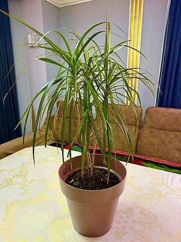 драценна: Драцена маргината (Dracaena marginata) в горшке Адаптирован,продаётся — 2