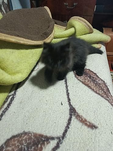 Пушистый котёнок с густой длинной шерстью тёмного окраса. Круглая