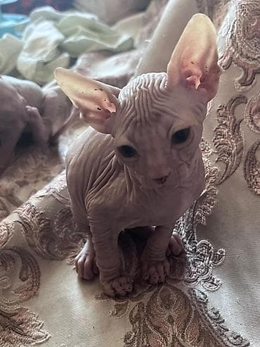 лысый кот сфинкс: Котята породы сфинкс - Окрас: светлый, «персиковый», без шерсти — 3