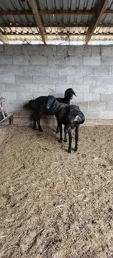 одежда для животных: Продаю | Овца (самка) | Для разведения — 3