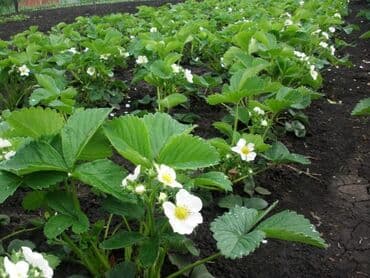 семена помидоры: Рассада садовой земляники (клубники) - Сорта с крупными — 1