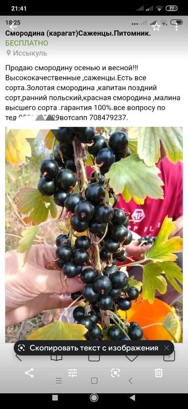 Кочот карагат .саженцы.сатылып баштады.ватсап только