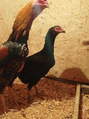 сойушка улак: Сатам | Тооктор — 4