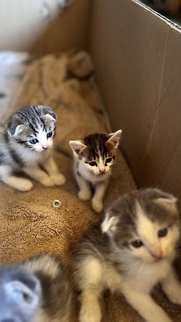 кошка породистый: 1 месяц, Мальчик, Серый, Метис — 5
