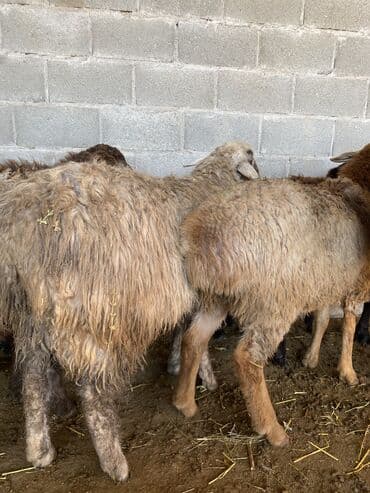отдам в добрые руки собаку: Продаю | Баран (самец), Овца (самка), Ягненок | Долан, Меринос, Полукровка | Для разведения, Для шерсти, На забой | Кастрированные, Котные, Матка — 3