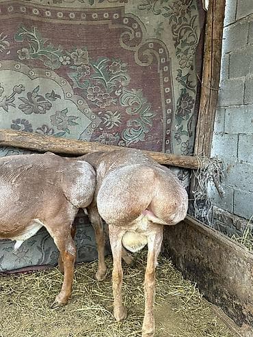 баран живой: Продаю | Баран (самец) | На забой | Племенные — 1