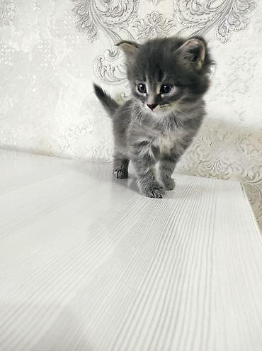 Отдам даром кошку: Котёнок серого окраса с пушистой шерстью и выразительными голубыми — 3