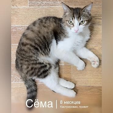 отдам кошку в хорошие руки: Кошка даром: Беспородная, 8 месяцев, Мальчик, Кастрирована, Приучена к лотку, Проглистована — 1