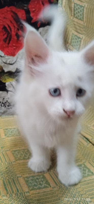 Үй жаныбарлары: Мейн-Куны🥰. Продаётся Эксклюзивная, чистокровная кошечка Мейн-Кун ❤️ 😊 — 2