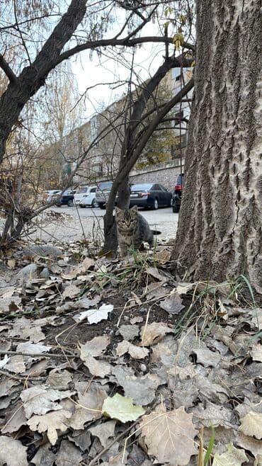 номер приюта для животных бишкек: МАЛЫШ НА УЛИЦЕ! Котёнок в добрые руки, находится сейчас на улице! — 5