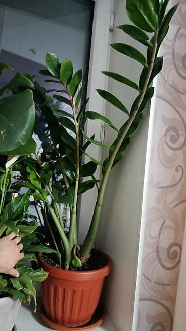 Продам цветы дёшево . Обращайтесь по номеру + at lalafo.kg Продам цветы дёшево . Обращайтесь по номеру +