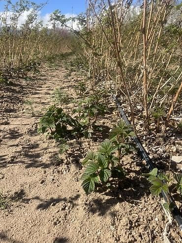 бетон чолпон ата: Малина кочот сатылат сорт пшехиба элитный сорт — 10