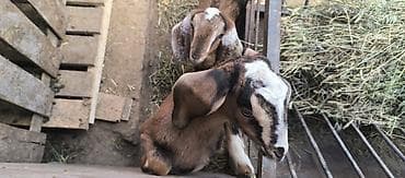 чешские козы: Продаю | Козлёнок | Полукровка | Для разведения | Племенные — 1