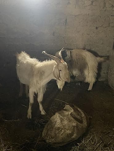 Продаю | Козёл (самец) | Для разведения | Племенные, Котные, Осеменитель at lalafo.kg Продаю | Козёл (самец) | Для разведения | Племенные, Котные, Осеменитель