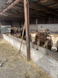 домик для кот: Продаю | Бык (самец) | На откорм, На забой — 9