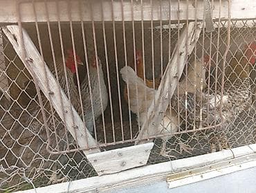 продаю куры несушки: Продаю | Куры | Домашняя | Для разведения — 2