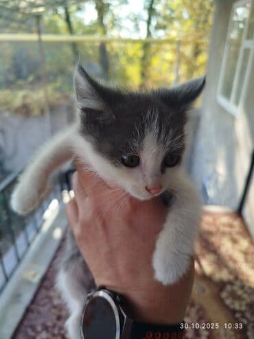 объявления о найденных животных: Котята отдам даром, хоть чучелом хоть тушкой. - Помёт из трёх — 6