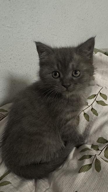 тёлки стельные: Скотиш Фолд (Шотландская вислоухая), 2 месяца, Девочка, Серый, Приучена к лотку — 2