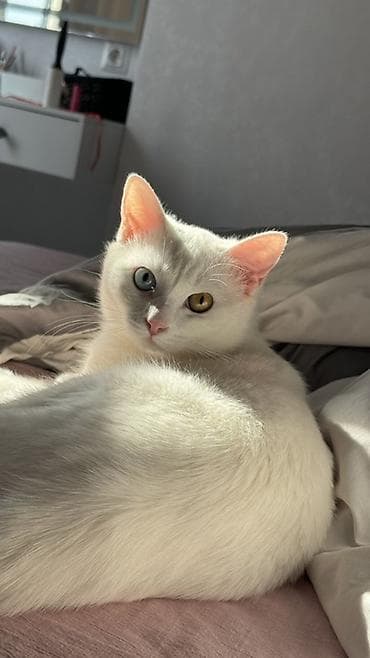 Ветеринар кызматы: Белоснежная кошка с гетерохромией (один глаз янтарный, второй — 2